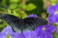 Papilio lowi species of butterflies from family of sailfish Papilionidae. Beautiful butterfly sitting on green leaf of plant