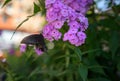 Papilio maackii butterfly.