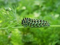 Papilio machaon