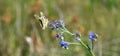 Papilio machaon and Anchusa barrelieri