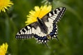 Papilio machaon britannicus Royalty Free Stock Photo