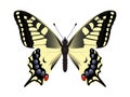 Papilio machaon. Butterfly on a white background
