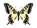 Papilio machaon. Butterfly on a white background Royalty Free Stock Photo