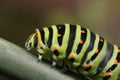 Papilio machaon caterpillar