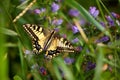 Papilio machaon, European Swallowtail Common Yellow Swallowtail. Butterfly on flower.