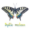 Papilio machaon, hand painted watercolor illustration with handwritten inscription