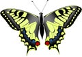 Papilio machaon