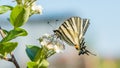Papilio machaon, the Old World or common yellow swallowtail, is a butterfly of the family Papilionidae.