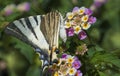 The Papilio machaon, the Old World swallowtail, Big BUtterfly On The Flowers Of Lantana Camara In The Summer, Greece, Athens, Royalty Free Stock Photo