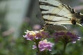 Papilio machaon, the Old World swallowtail, Big Dovetail BUtterfly Royalty Free Stock Photo