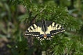 Papilio machaon, the Old World swallowtail, is a butterfly of the family Papilionidae.