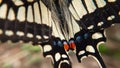 Close up macro of  yellow swallowtail butterfly open wing Royalty Free Stock Photo