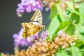 Papilio machaon, the Old World swallowtail, butterfly