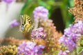 Papilio machaon, the Old World swallowtail, butterfly