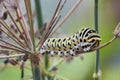 Papilio machaon Old World swallowtail butterfly Papilionidae yellow Caterpillar Portrait Macro Royalty Free Stock Photo