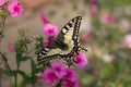 Papilio machaon sips nectar from and pink phlox. A beautiful yellow swallowtail butterfly sits on a pink flower Royalty Free Stock Photo