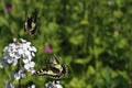 Papilio machaon Swallowtail Royalty Free Stock Photo