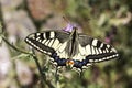 Papilio machaon, Swallowtail butterfly from Italy