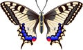 Papilio machaon utterfly vector image Royalty Free Stock Photo