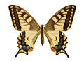 Papilio machaon on a white background Royalty Free Stock Photo
