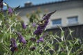 Papilio machaon, yellow swallowtail, feeding on summer lilac Royalty Free Stock Photo
