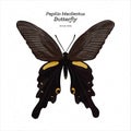 Papilio macilentus, the long tail spangle, is a species of butterfly