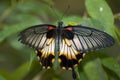 Papilio memnon