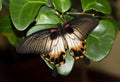 Papilio memnon, Great Mormon