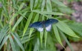 Papilio memnon Great Mormon on green foliage Royalty Free Stock Photo