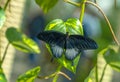 Papilio memnon Great Mormon on green foliage Royalty Free Stock Photo