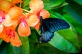 Papilio memnon, the Great Mormon black butterfly on the orange and pink flower.