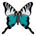 Papilio palinurus butterfly icon, cartoon style