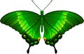 Papilio palinurus butterfly vector image