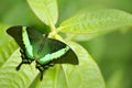 Papilio palinurus, Green emerald swallowtail butterfly. Insect in the nature habitat, sitting in green leaves, Indonesia, Asia. Royalty Free Stock Photo