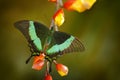 Papilio palinurus, Green swallowtail butterfly. Insect in the nature habitat, sitting in the green leaves, Indonesia, Asia. Royalty Free Stock Photo