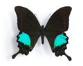 Papilio paris Royalty Free Stock Photo