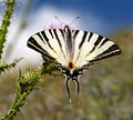 Butterfly scarce swallowtail or Iphiclides podalirius on a blossoming meadow