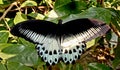 Papilio polymnestor, the Blue Mormon butterfly Royalty Free Stock Photo