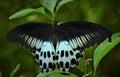 Papilio Polymnestor, the Blue Mormon, is a large swallowtail Butterfly Royalty Free Stock Photo