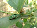 Papilio polytes Caterpillar eating lemon plant green leaves