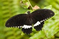 Papilio polytes, Common Mormon