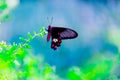 A Common Mormon butterfly Papilio polytes resting on a flower, a close up side view in a blurred green background Royalty Free Stock Photo