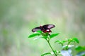 A Common Mormon butterfly Papilio polytes resting on a flower, a close up side view in a blurred green background Royalty Free Stock Photo