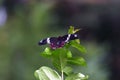 A Common Mormon butterfly Papilio polytes resting on a flower, a close up side view in a blurred green background Royalty Free Stock Photo