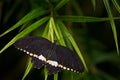 Papilio polytes, the common Mormon, insect on flower bloom in the nature habitat. a butterfly in . Wildlife nature. Tropic