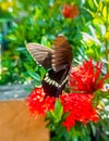 Papilio polytes,