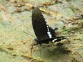 Beautiful bPapilio polytes, the common Mormon, is a common species of swallowtail butterfly widely distributed across Asia. Royalty Free Stock Photo