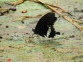 Beautiful bPapilio polytes, the common Mormon, is a common species of swallowtail butterfly widely distributed across Asia. Royalty Free Stock Photo