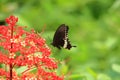 Butterflies of India-Papilio polytes, the common Mormon