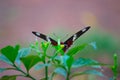 A Common Mormon butterfly Papilio polytes resting on a flower, a close up side view in a blurred green background,  Telangana, I Royalty Free Stock Photo